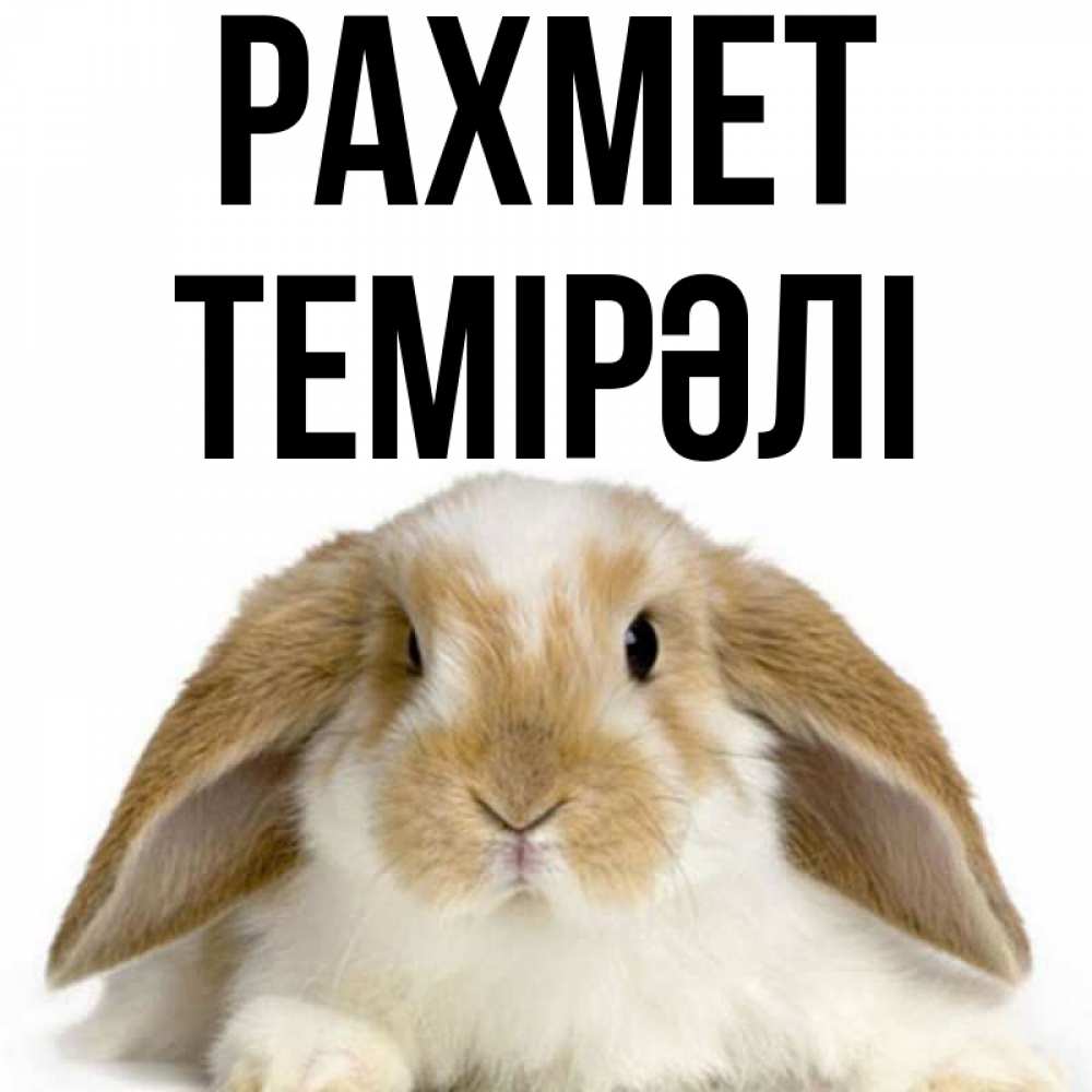 Күн сайын ашық хат с именем, ТЕМІРӘЛІ рахмет коричнево белый заяц Онлайн тегін жүктеп алу тілектері бар керемет карта 