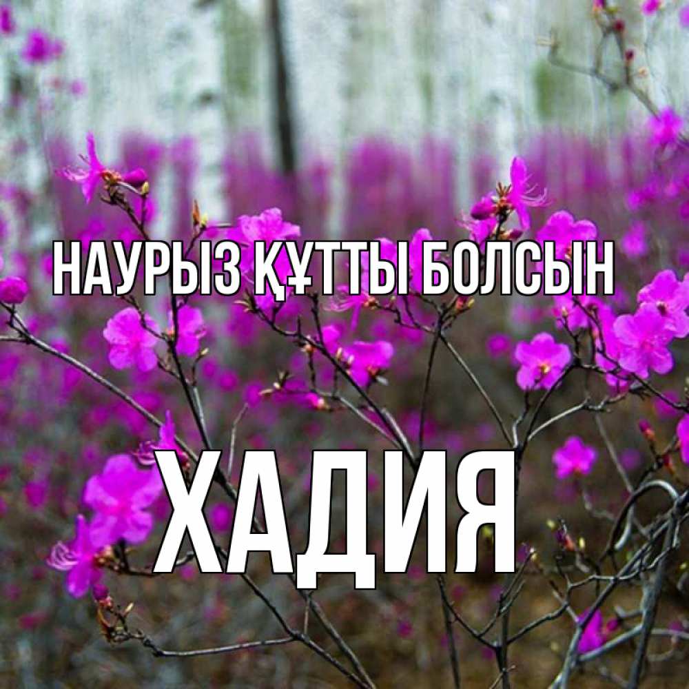 Күн сайын ашық хат с именем, ХАДИЯ Наурыз құтты болсын дикие цветы Онлайн тегін жүктеп алу тілектері бар керемет карта 