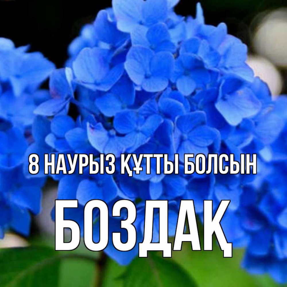 Күн сайын ашық хат с именем, Боздақ 8 наурыз құтты болсын синие цветы Онлайн тегін жүктеп алу тілектері бар керемет карта 
