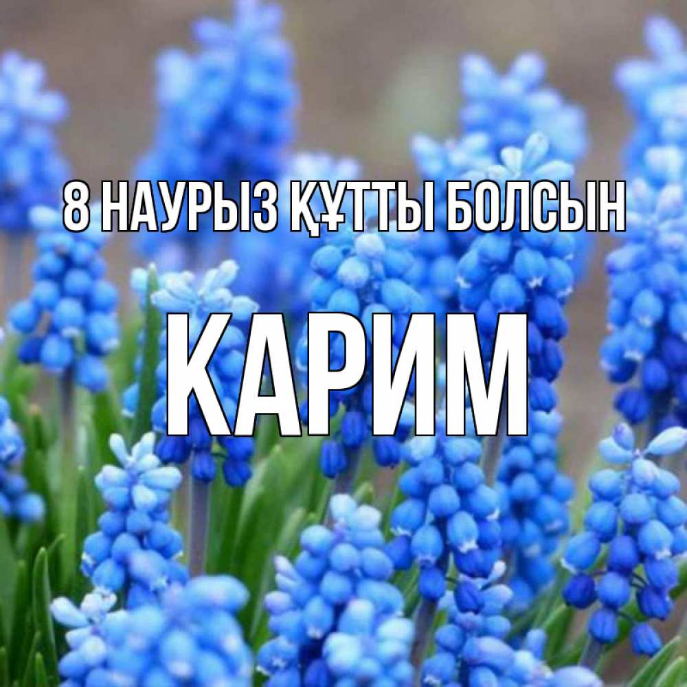 Күн сайын ашық хат с именем, Карим 8 наурыз құтты болсын Поздравительная открытка для женщин с цветами на праздничную дату Онлайн тегін жүктеп алу тілектері бар керемет карта 