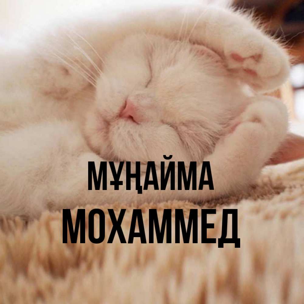 Күн сайын ашық хат с именем, Мохаммед Мұңайма Котенок спит Онлайн тегін жүктеп алу тілектері бар керемет карта 