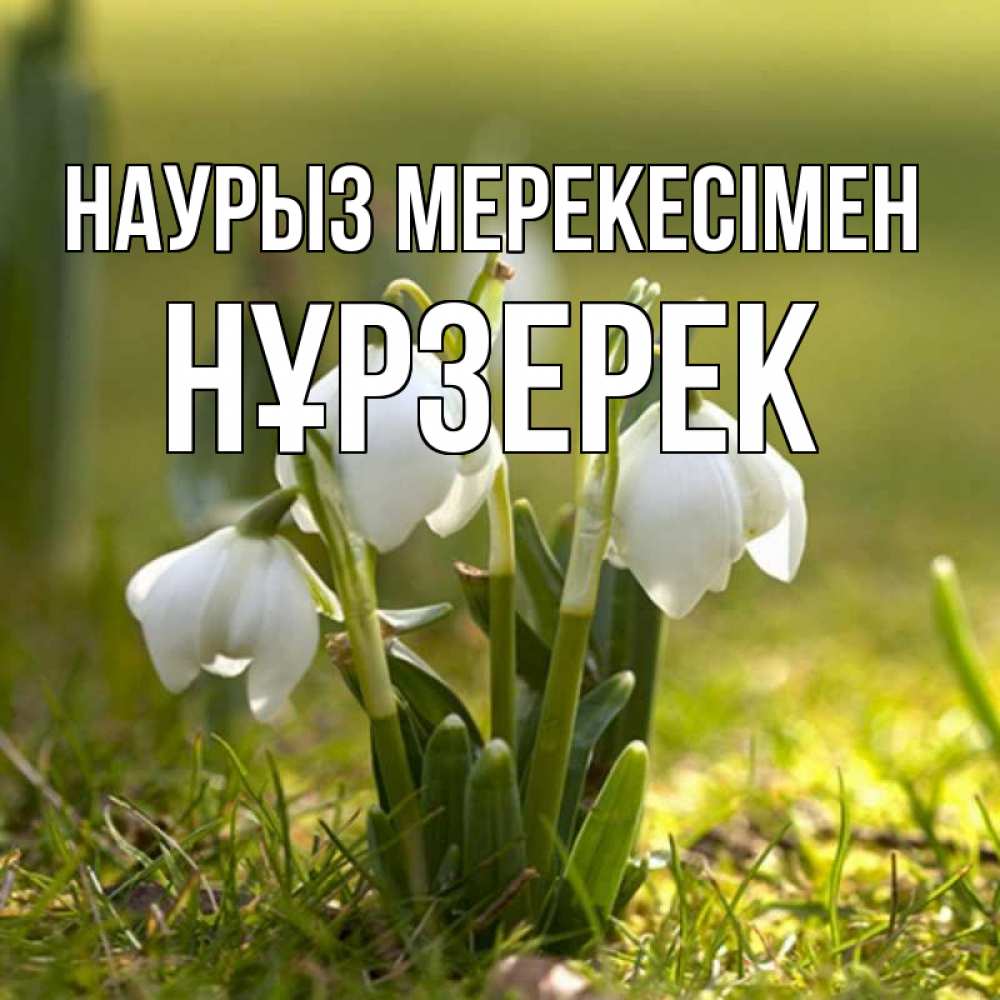 Күн сайын ашық хат с именем, НҰРЗЕРЕК Наурыз мерекесімен ранние цветы 2 Онлайн тегін жүктеп алу тілектері бар керемет карта 