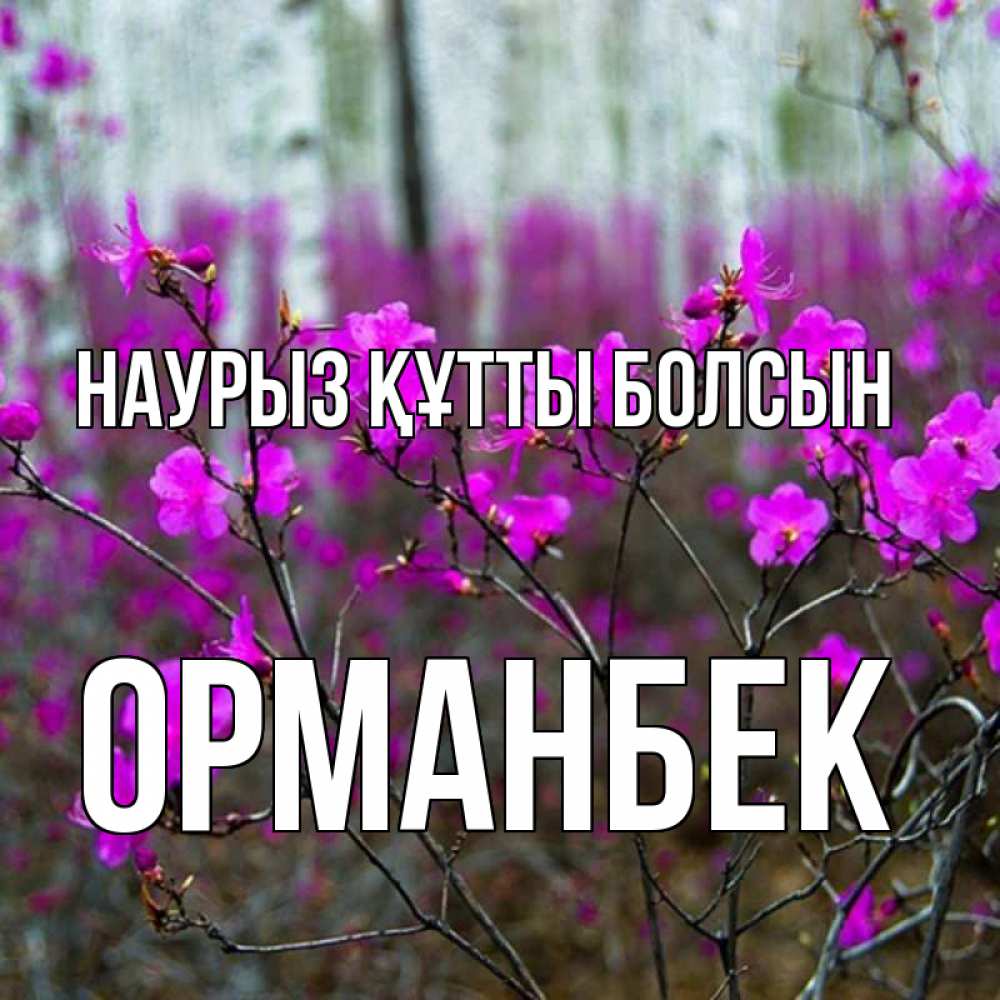 Күн сайын ашық хат с именем, ОРМАНБЕК Наурыз құтты болсын дикие цветы Онлайн тегін жүктеп алу тілектері бар керемет карта 