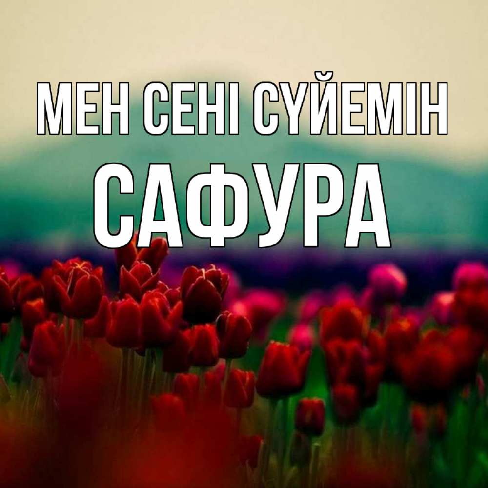 Күн сайын ашық хат с именем, САФУРА Мен сені сүйемін тюльпаны 4 Онлайн тегін жүктеп алу тілектері бар керемет карта 