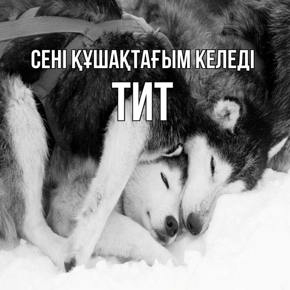 Күн сайын ашық хат с именем, Тит сені құшақтағым келеді собачки в упряжке Онлайн тегін жүктеп алу тілектері бар керемет карта 