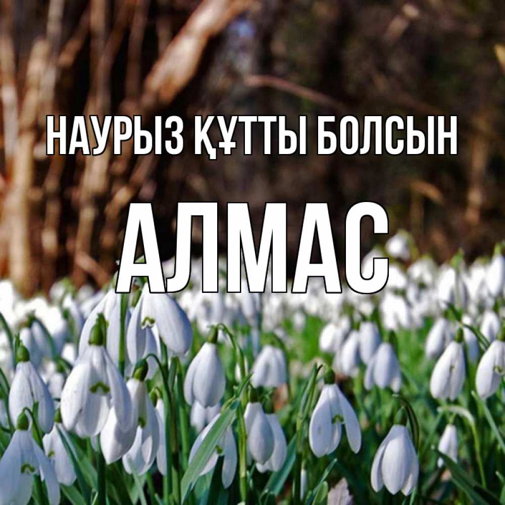 Күн сайын ашық хат с именем, Алмас Наурыз құтты болсын с подснежниками 1 Онлайн тегін жүктеп алу тілектері бар керемет карта 