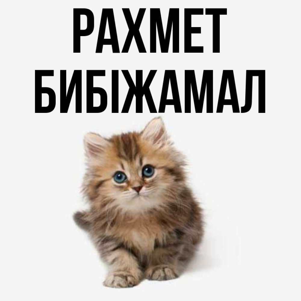 Күн сайын ашық хат с именем, БИБІЖАМАЛ рахмет пушистый котик Онлайн тегін жүктеп алу тілектері бар керемет карта 