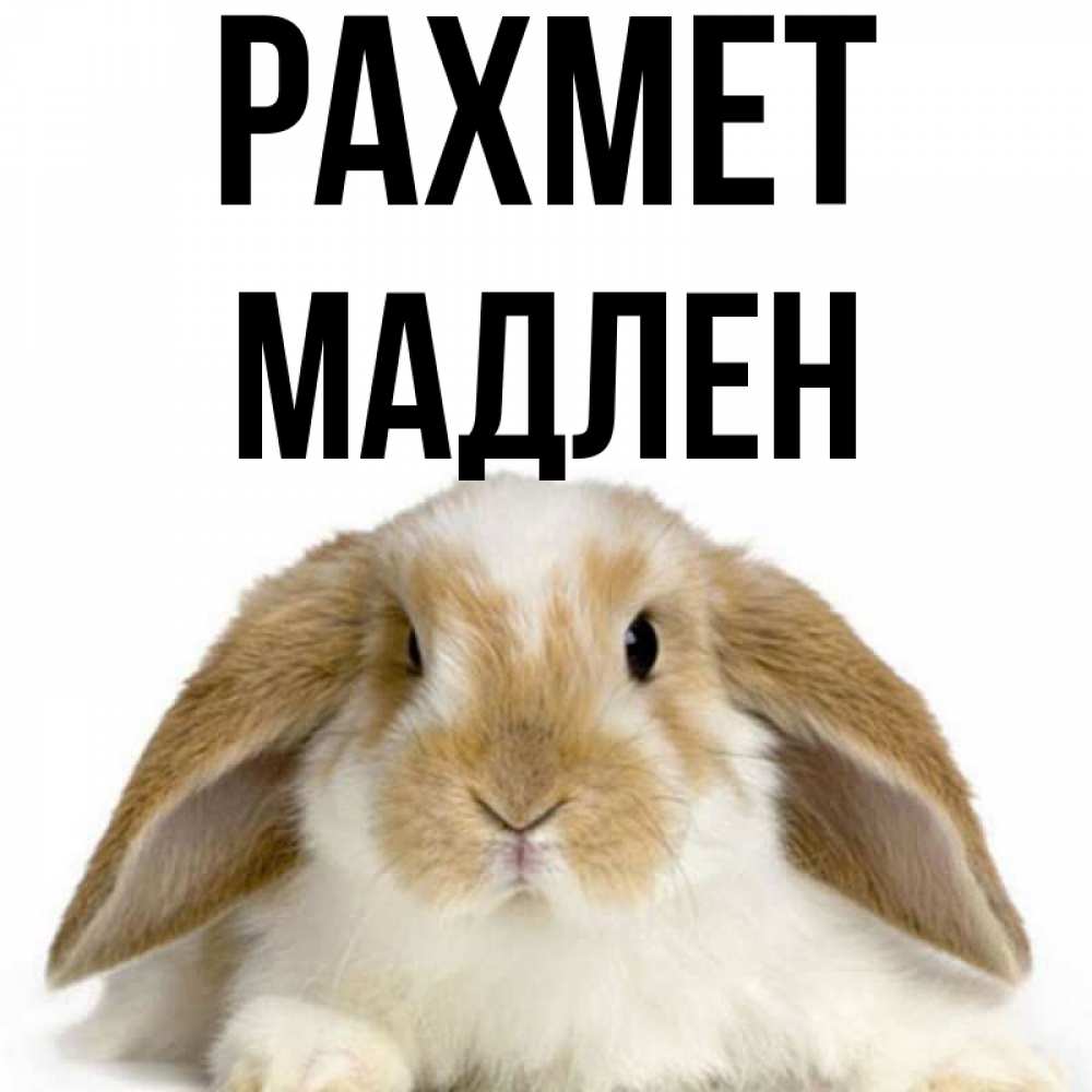 Күн сайын ашық хат с именем, Мадлен рахмет коричнево белый заяц Онлайн тегін жүктеп алу тілектері бар керемет карта 