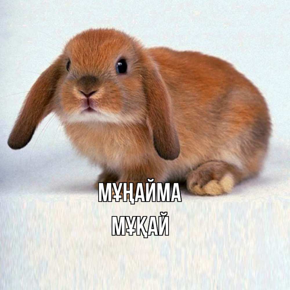 Күн сайын ашық хат с именем, Мұқай Мұңайма вислоухий рыжий кролик Онлайн тегін жүктеп алу тілектері бар керемет карта 