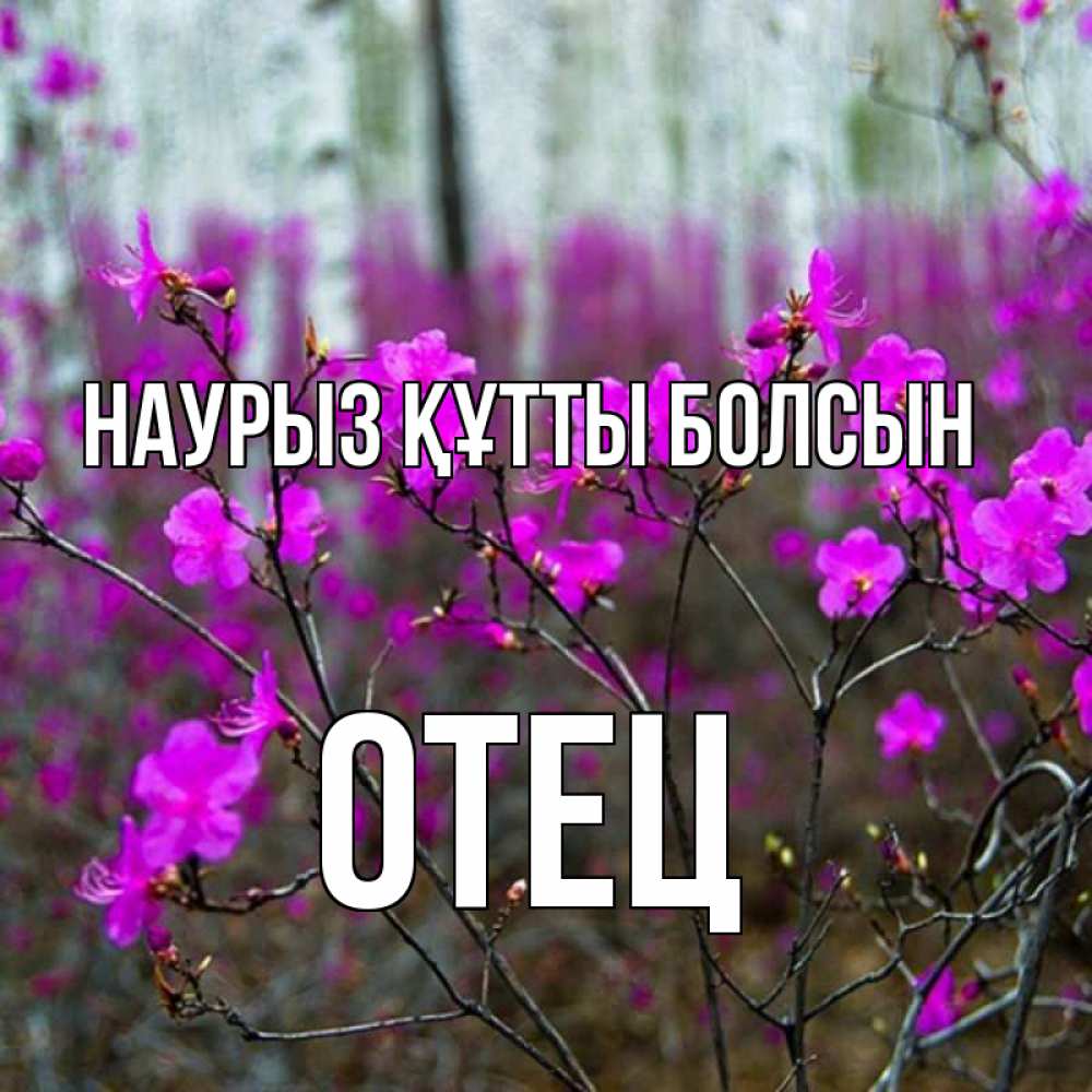 Күн сайын ашық хат с именем, Отец Наурыз құтты болсын дикие цветы Онлайн тегін жүктеп алу тілектері бар керемет карта 