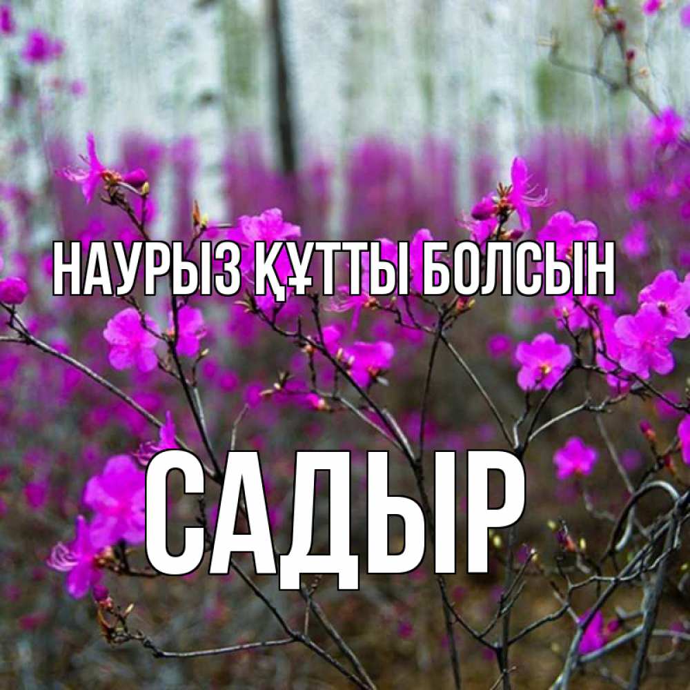 Күн сайын ашық хат с именем, САДЫР Наурыз құтты болсын дикие цветы Онлайн тегін жүктеп алу тілектері бар керемет карта 