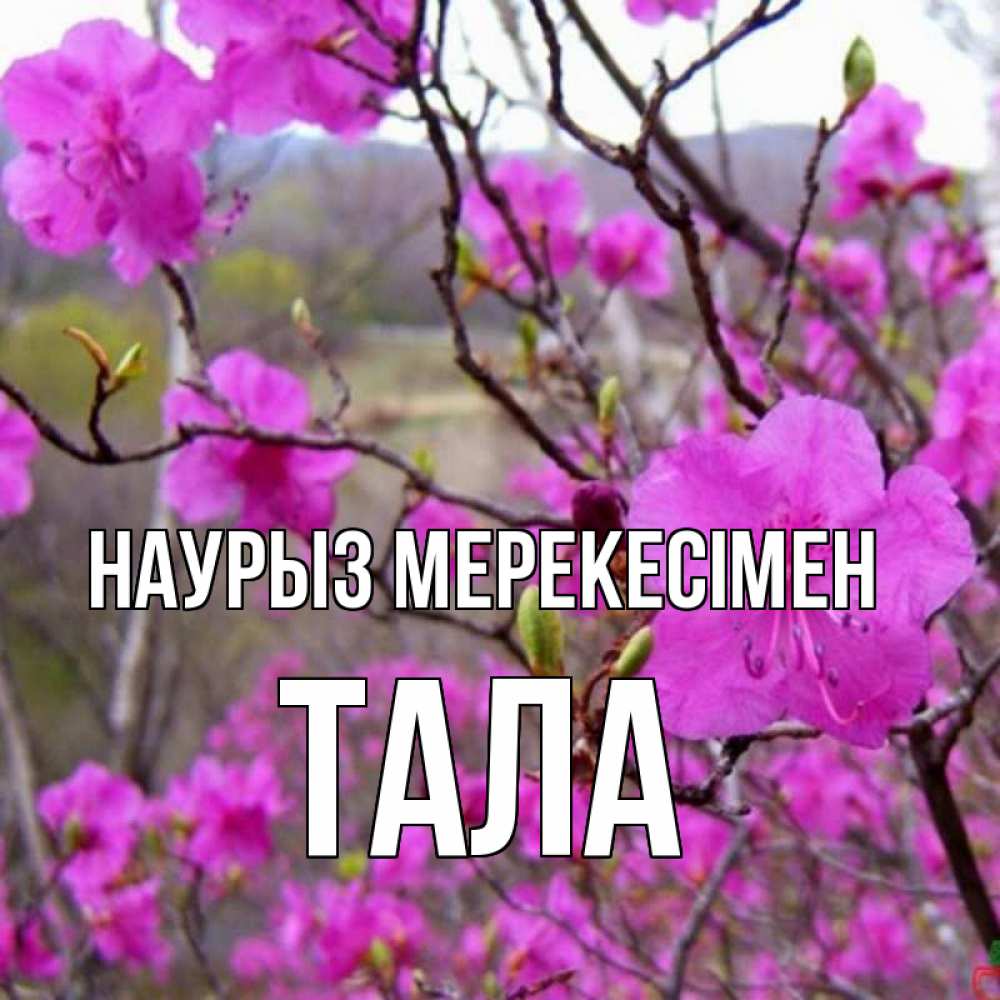 Күн сайын ашық хат с именем, Тала Наурыз мерекесімен праздник весны наурыз Онлайн тегін жүктеп алу тілектері бар керемет карта 