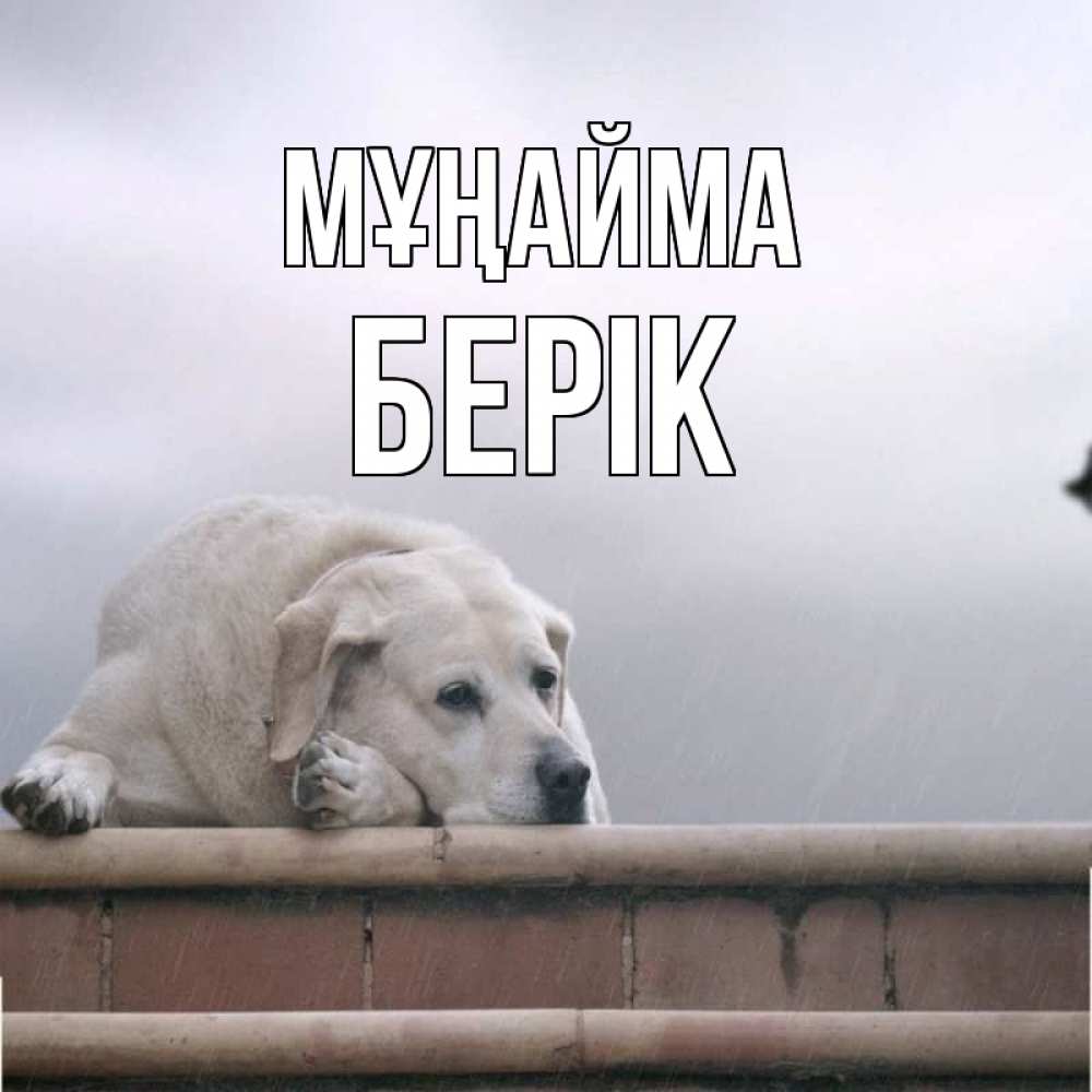 Күн сайын ашық хат с именем, Берік Мұңайма белый пес 1 Онлайн тегін жүктеп алу тілектері бар керемет карта 