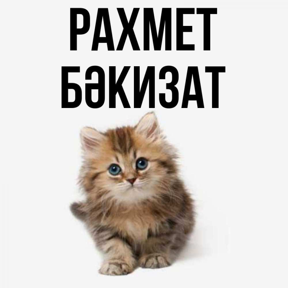 Күн сайын ашық хат с именем, БӘКИЗАТ рахмет пушистый котик Онлайн тегін жүктеп алу тілектері бар керемет карта 
