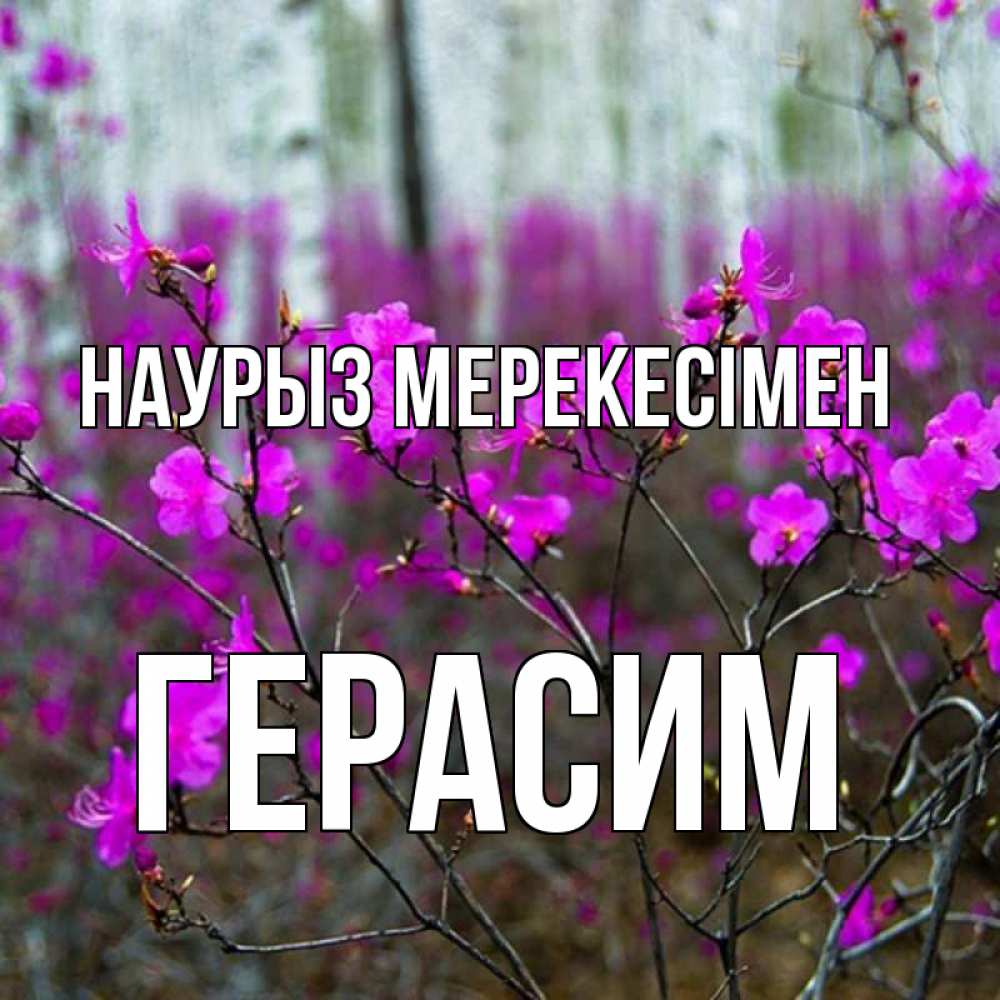 Күн сайын ашық хат с именем, Герасим Наурыз мерекесімен дикие цветы Онлайн тегін жүктеп алу тілектері бар керемет карта 