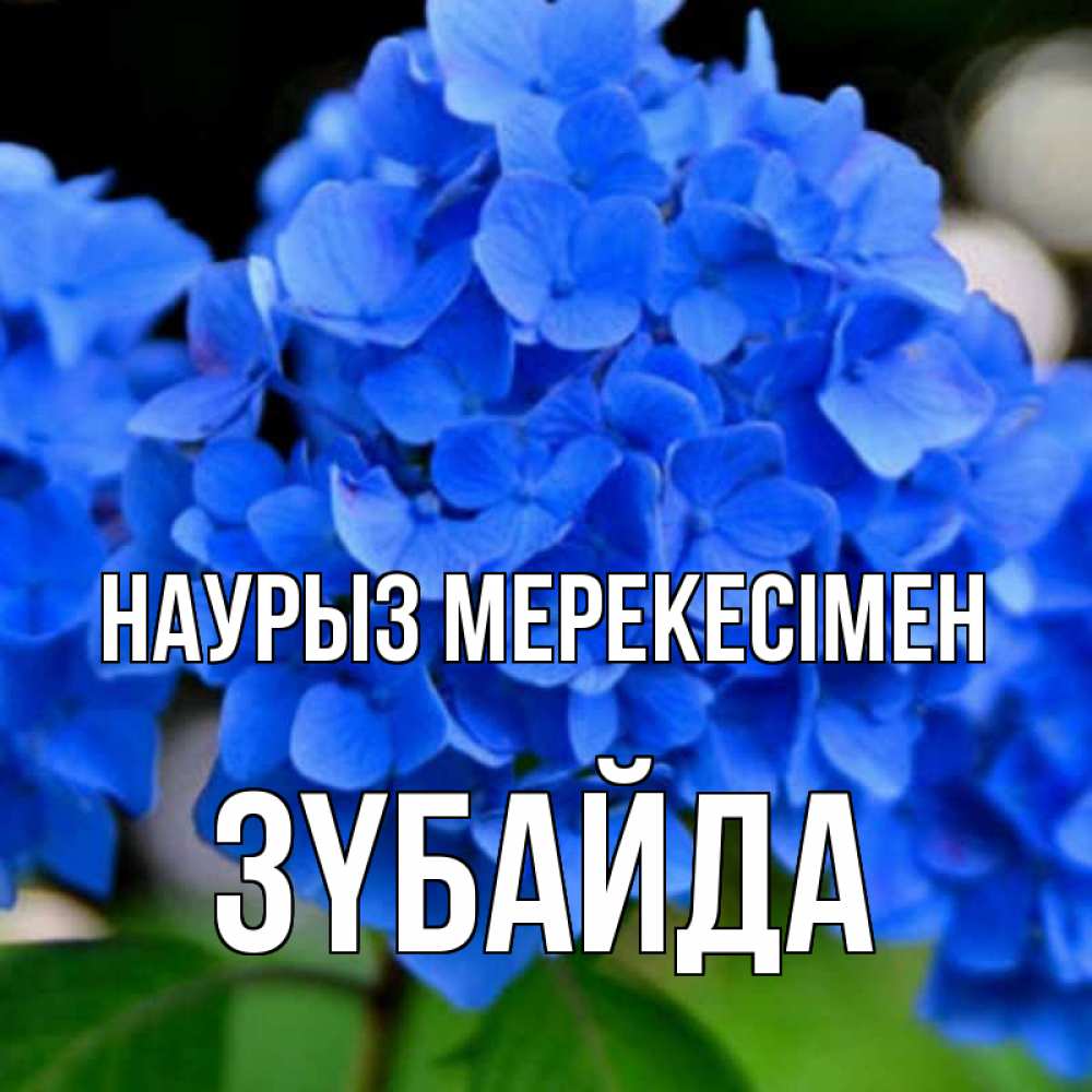 Күн сайын ашық хат с именем, ЗҮБАЙДА Наурыз мерекесімен синие цветы Онлайн тегін жүктеп алу тілектері бар керемет карта 