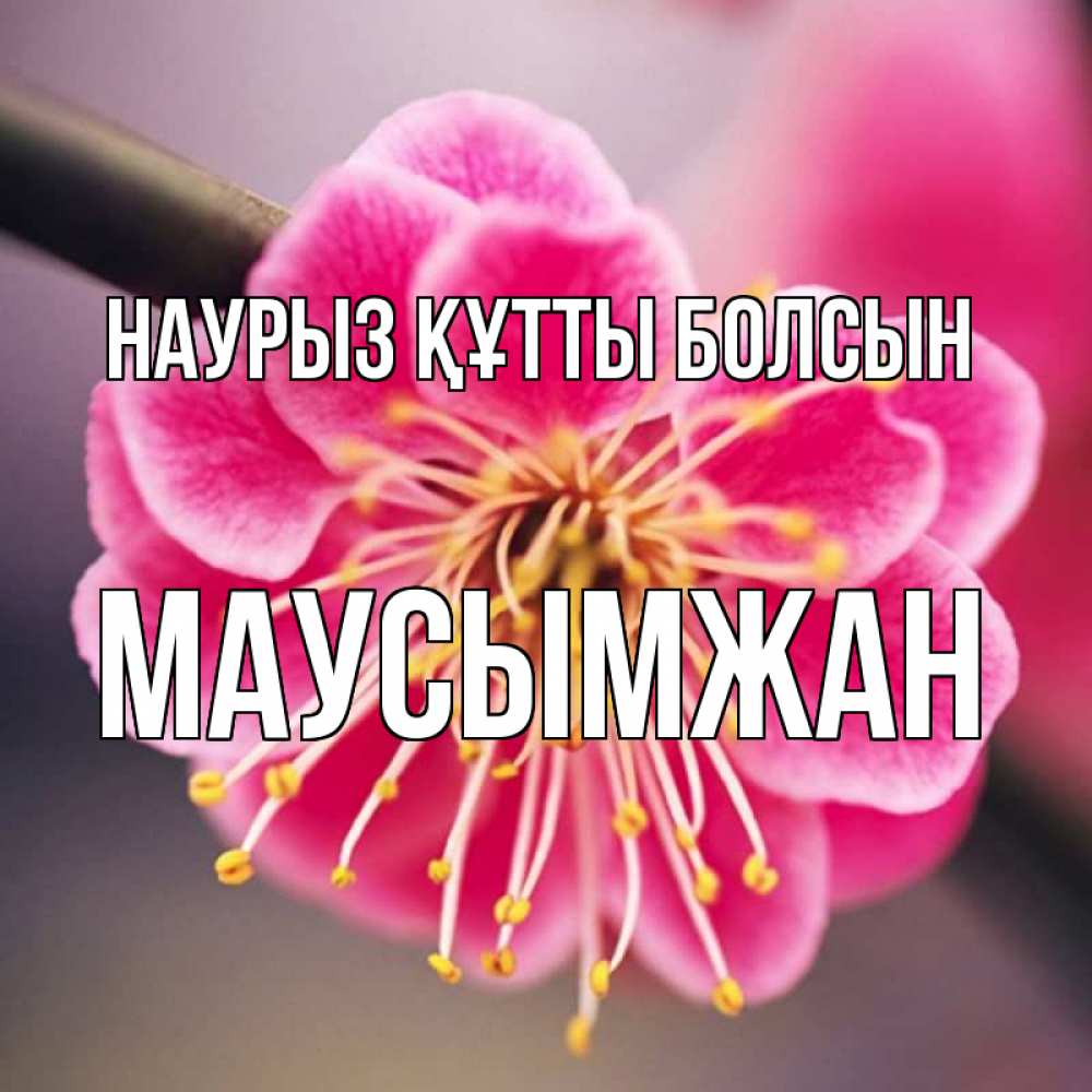 Күн сайын ашық хат с именем, МАУСЫМЖАН Наурыз құтты болсын цветы Онлайн тегін жүктеп алу тілектері бар керемет карта 