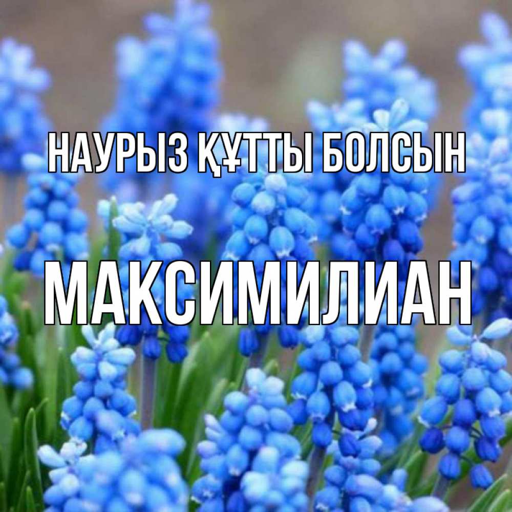 Күн сайын ашық хат с именем, Максимилиан Наурыз құтты болсын Поздравительная открытка для женщин с цветами на праздничную дату Онлайн тегін жүктеп алу тілектері бар керемет карта 