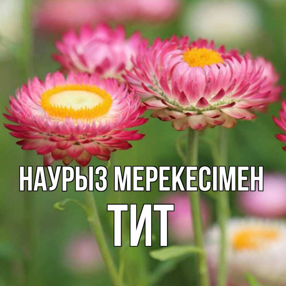 Күн сайын ашық хат с именем, Тит Наурыз мерекесімен подарок на международный женский день Онлайн тегін жүктеп алу тілектері бар керемет карта 