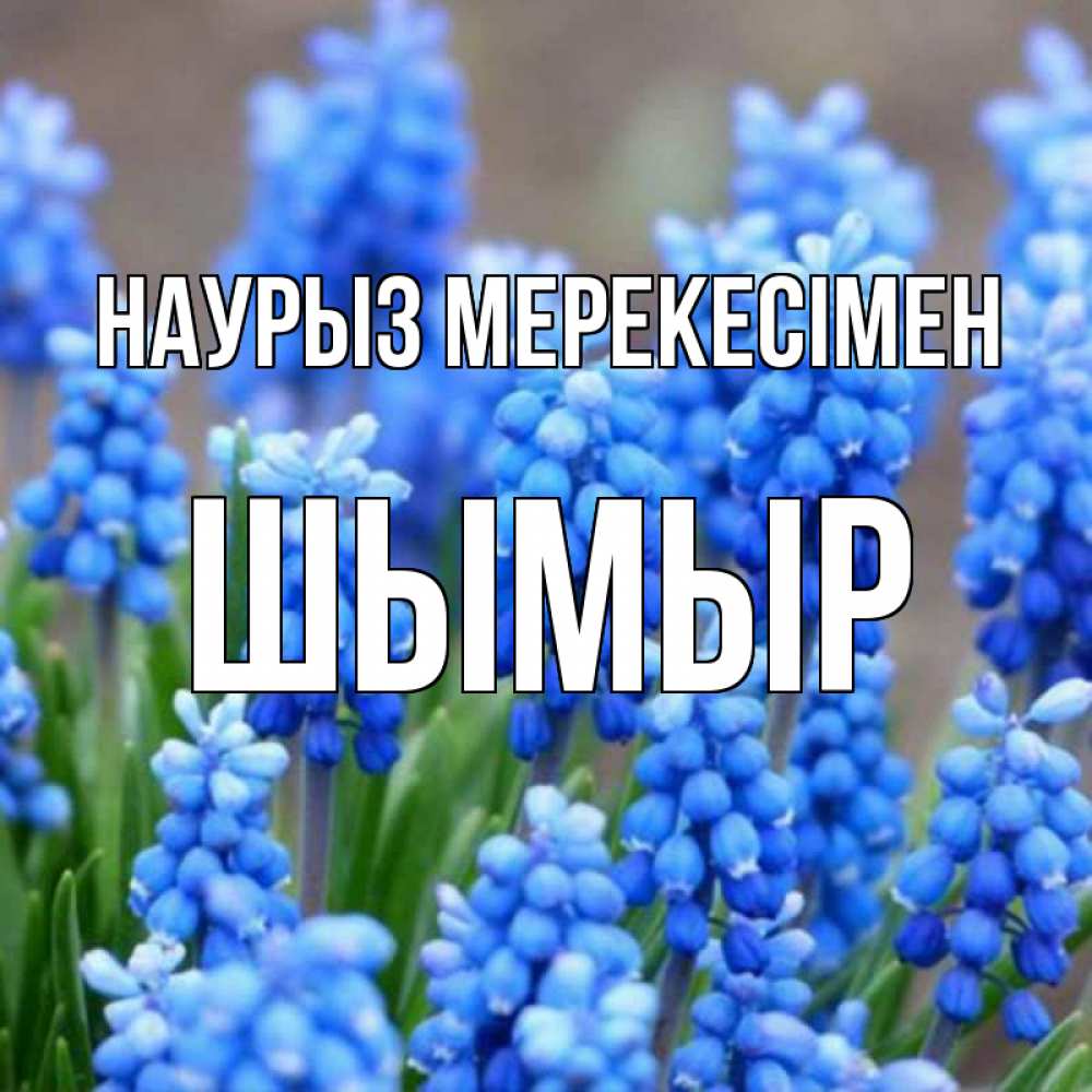 Күн сайын ашық хат с именем, ШЫМЫР Наурыз мерекесімен Поздравительная открытка для женщин с цветами на праздничную дату Онлайн тегін жүктеп алу тілектері бар керемет карта 