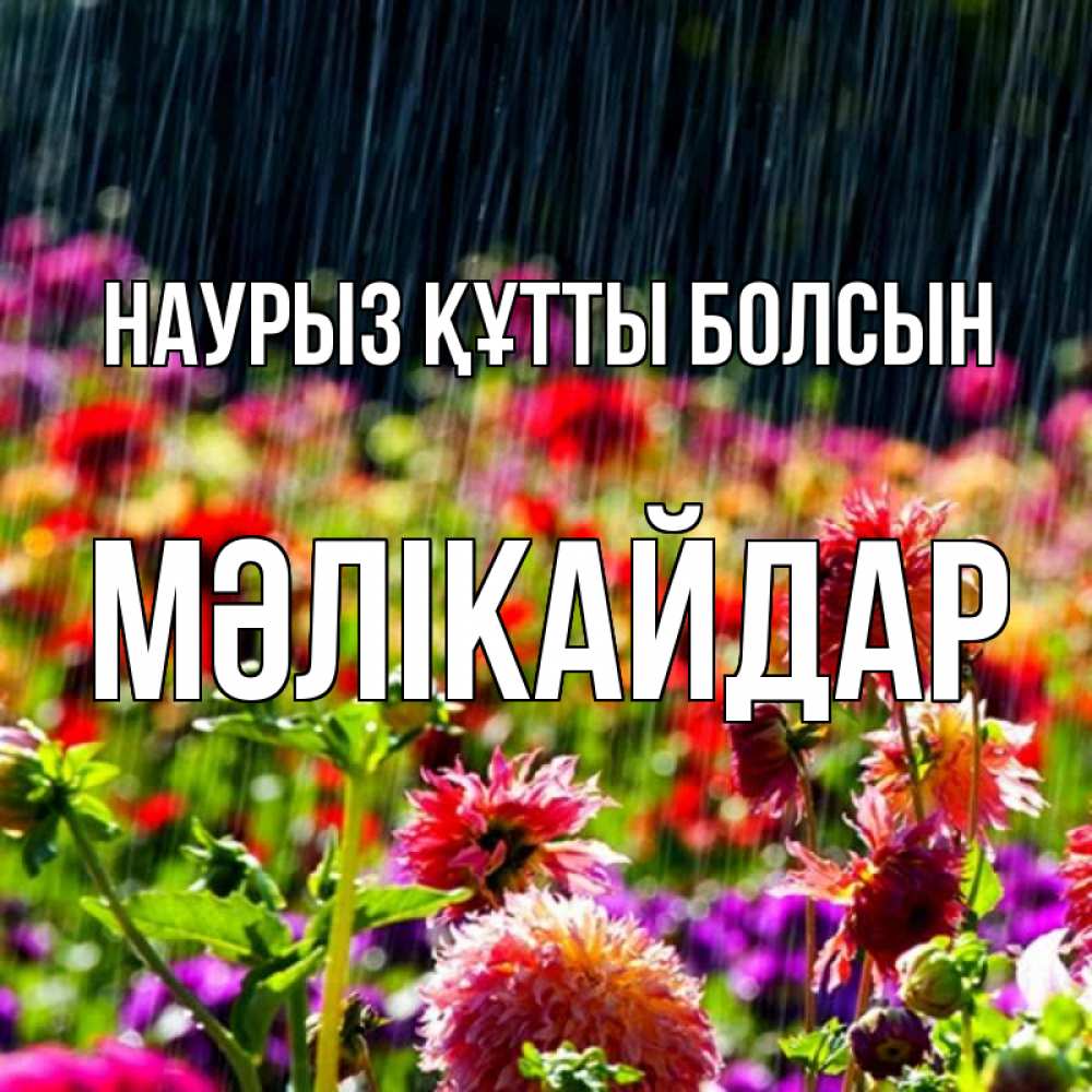 Күн сайын ашық хат с именем, МӘЛІКАЙДАР Наурыз құтты болсын цветы под дождиком к наурызу Онлайн тегін жүктеп алу тілектері бар керемет карта 