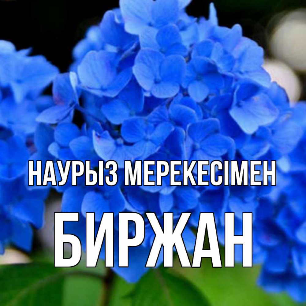 Күн сайын ашық хат с именем, Биржан Наурыз мерекесімен синие цветы Онлайн тегін жүктеп алу тілектері бар керемет карта 