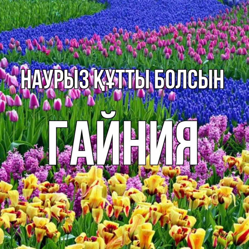 Күн сайын ашық хат с именем, ГАЙНИЯ Наурыз құтты болсын цветы Онлайн тегін жүктеп алу тілектері бар керемет карта 