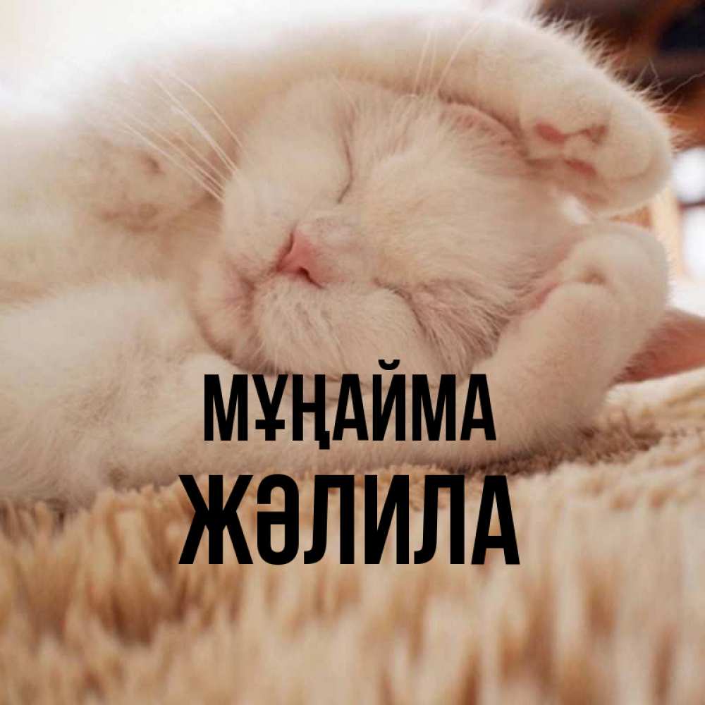 Күн сайын ашық хат с именем, ЖӘЛИЛА Мұңайма Котенок спит Онлайн тегін жүктеп алу тілектері бар керемет карта 