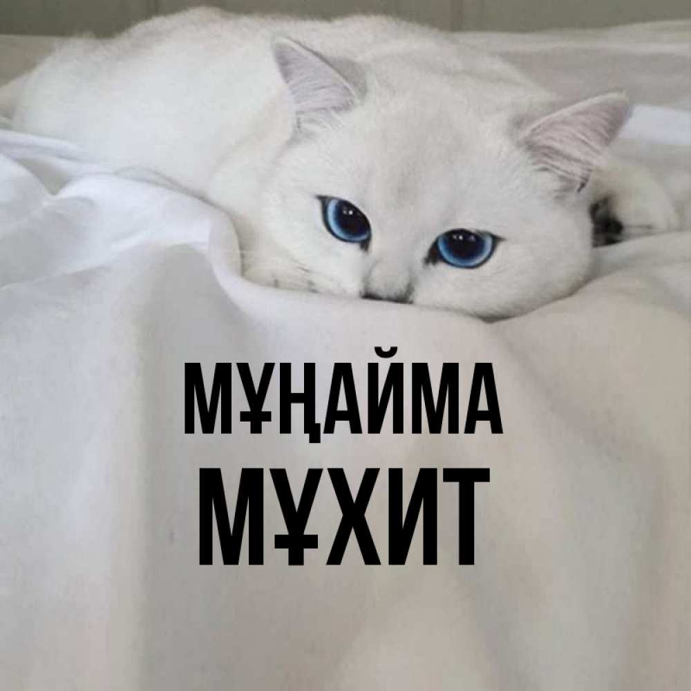 Күн сайын ашық хат с именем, МҰХИТ Мұңайма Голубоглазая кошка Онлайн тегін жүктеп алу тілектері бар керемет карта 