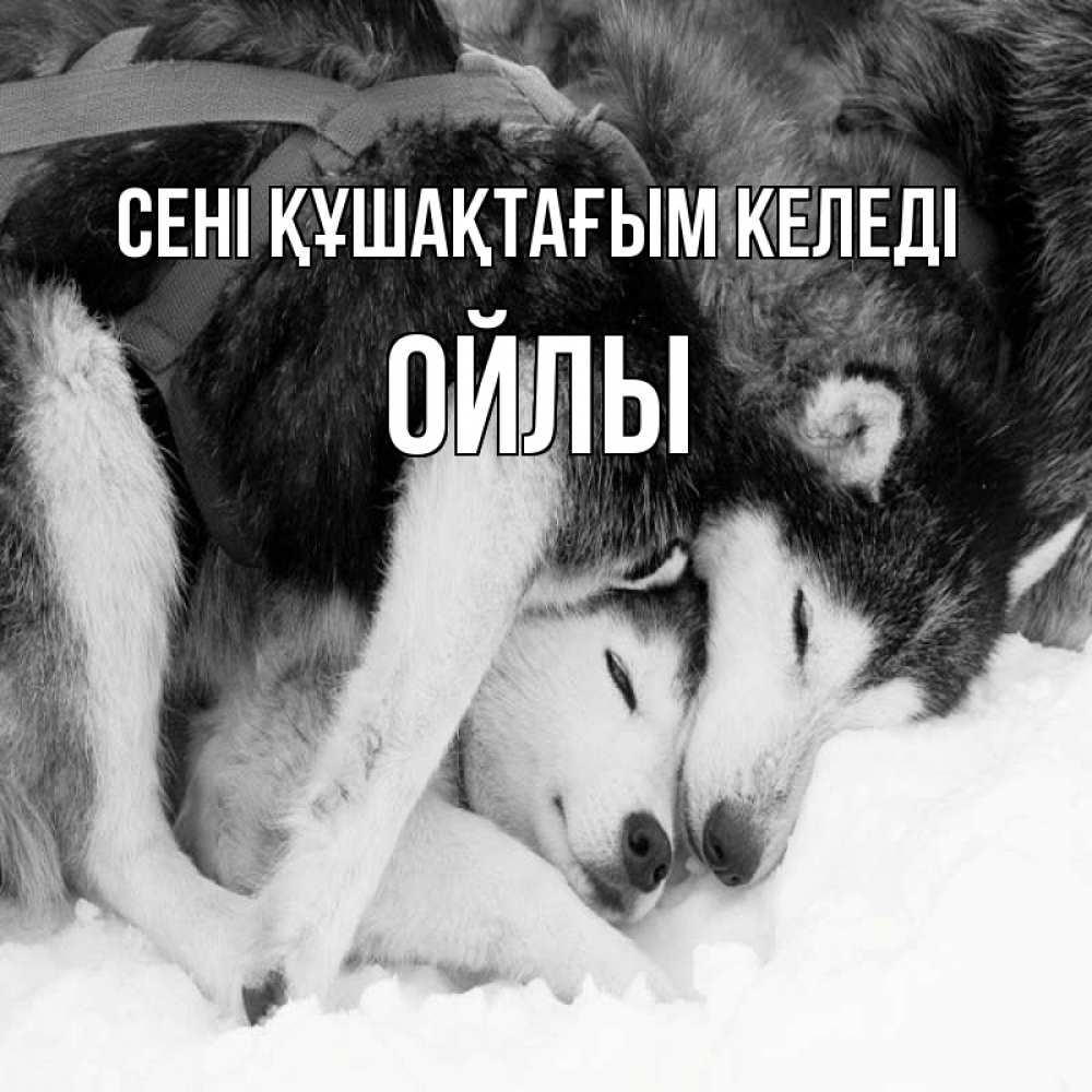Күн сайын ашық хат с именем, ОЙЛЫ сені құшақтағым келеді собачки в упряжке Онлайн тегін жүктеп алу тілектері бар керемет карта 