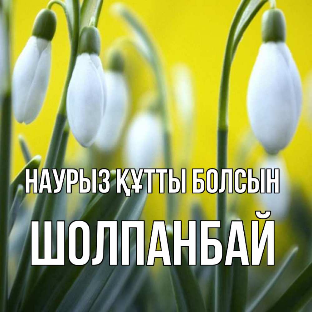 Күн сайын ашық хат с именем, ШОЛПАНБАЙ Наурыз құтты болсын весенние цветы Онлайн тегін жүктеп алу тілектері бар керемет карта 