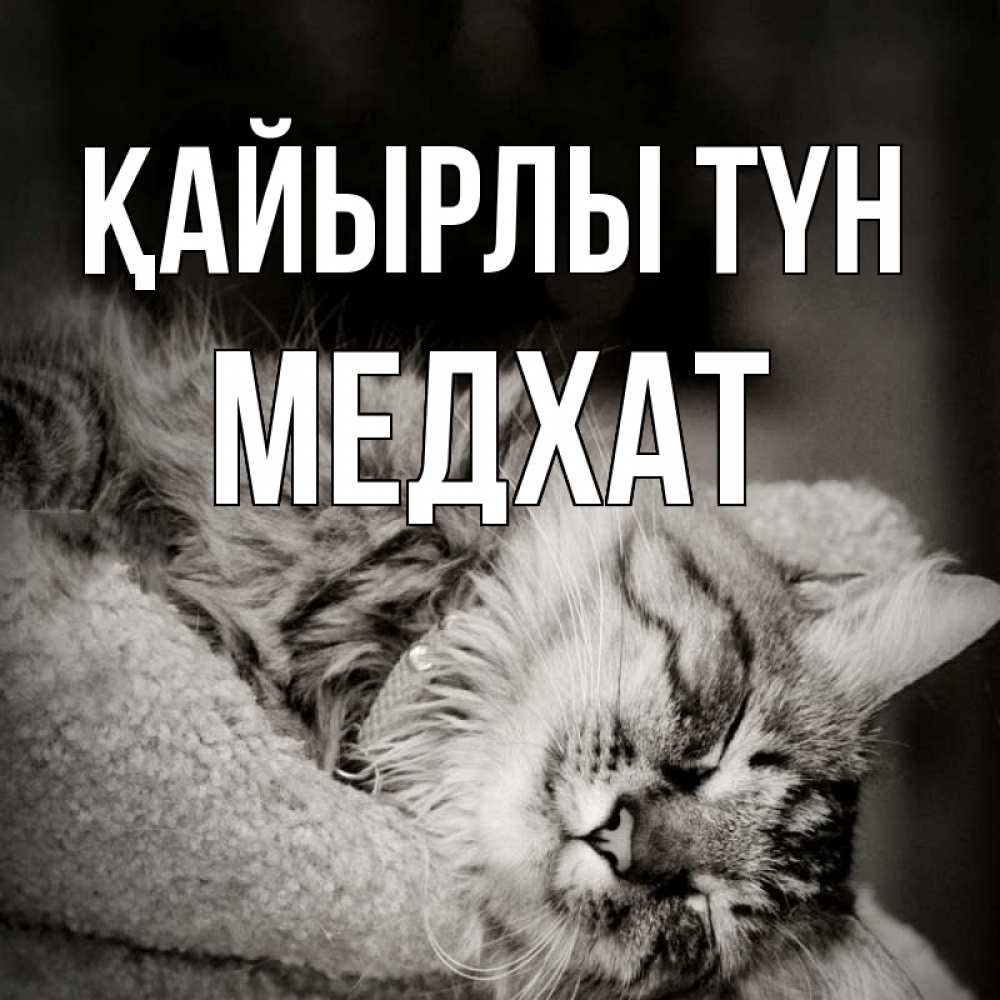 Күн сайын ашық хат с именем, МЕДХАТ Қайырлы түн котярик пушистый Онлайн тегін жүктеп алу тілектері бар керемет карта 