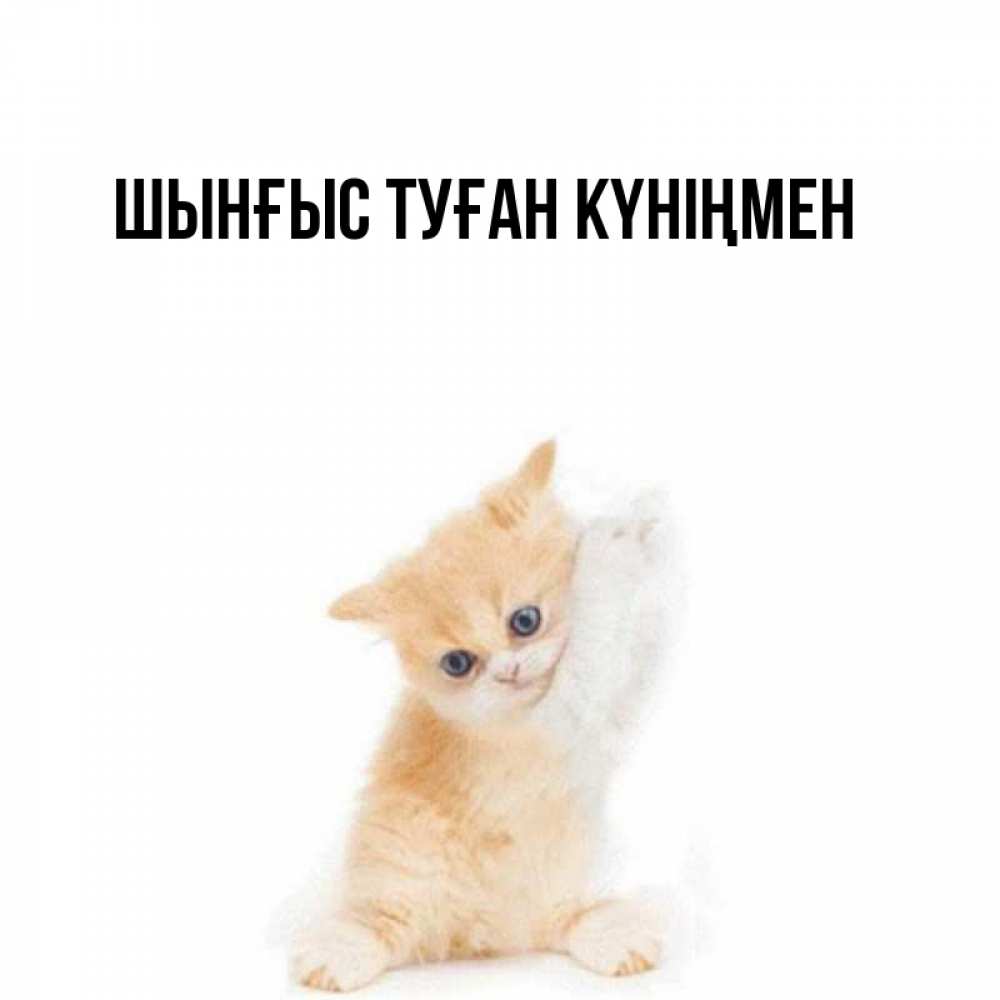 Картинка  с именем , ШЫНҒЫС! ТУҒАН КҮНІҢМЕН!