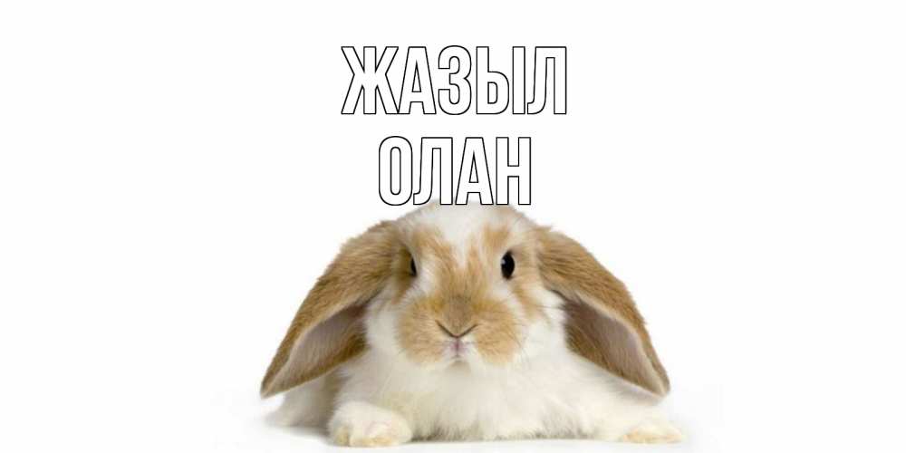 Күн сайын ашық хат с именем, Олан Жазыл вислоухий кролик белого и коричневого цвета Онлайн тегін жүктеп алу тілектері бар керемет карта 