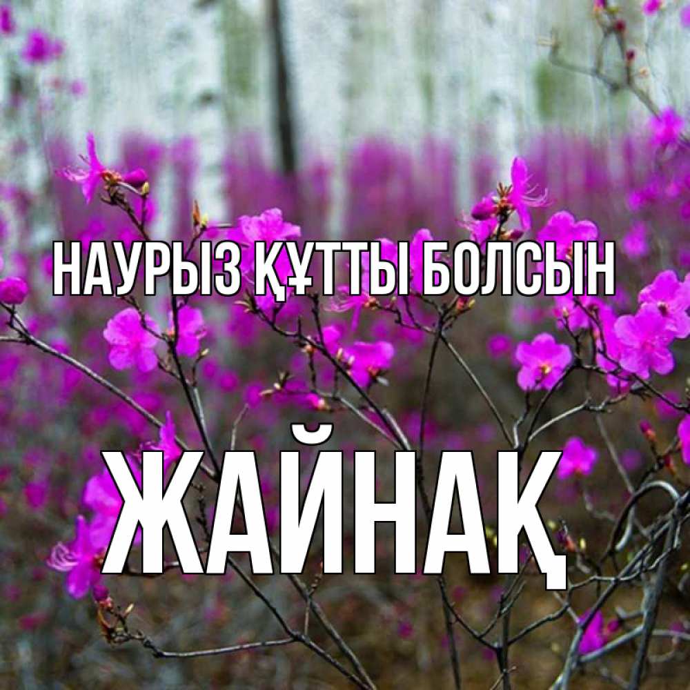 Күн сайын ашық хат с именем, Жайнақ Наурыз құтты болсын дикие цветы Онлайн тегін жүктеп алу тілектері бар керемет карта 