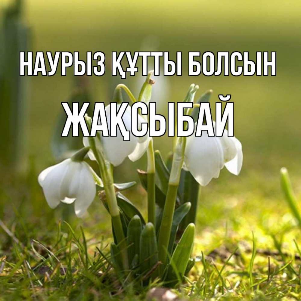 Күн сайын ашық хат с именем, Жақсыбай Наурыз құтты болсын ранние цветы 2 Онлайн тегін жүктеп алу тілектері бар керемет карта 