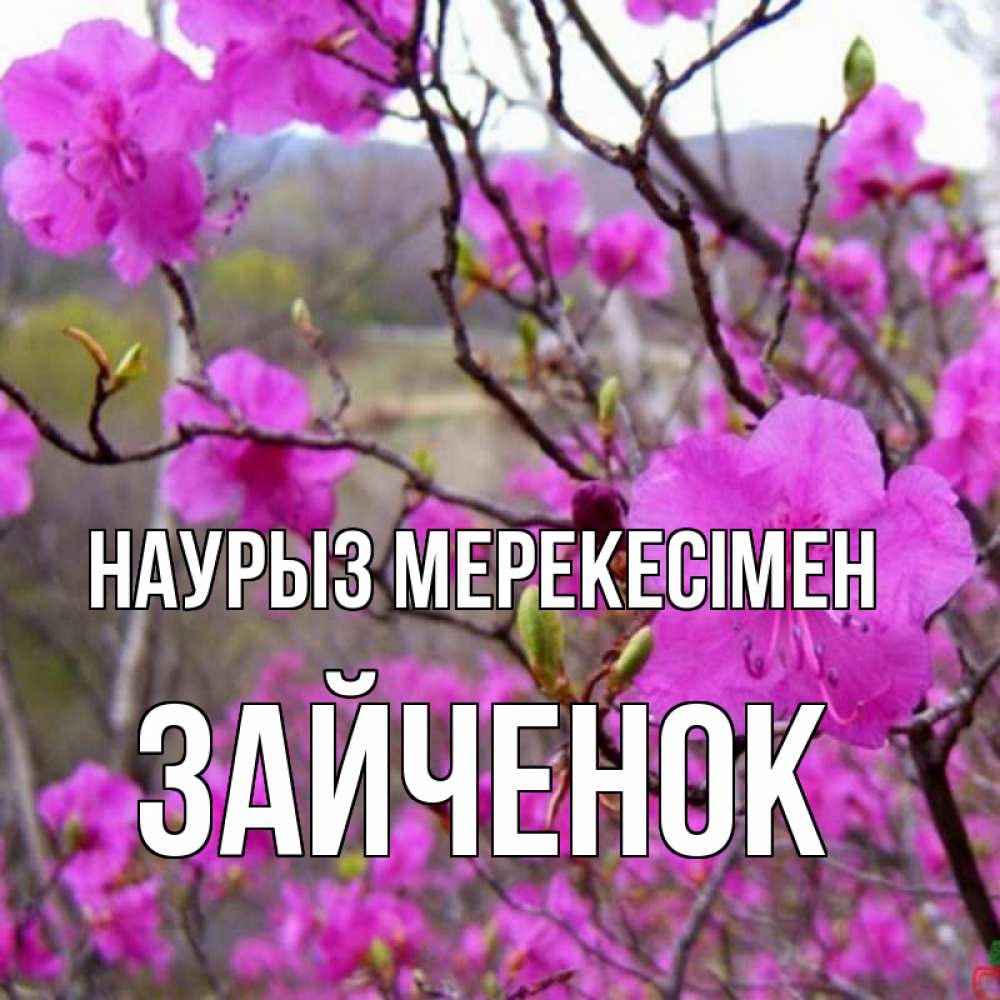 Күн сайын ашық хат с именем, Зайченок Наурыз мерекесімен праздник весны наурыз Онлайн тегін жүктеп алу тілектері бар керемет карта 