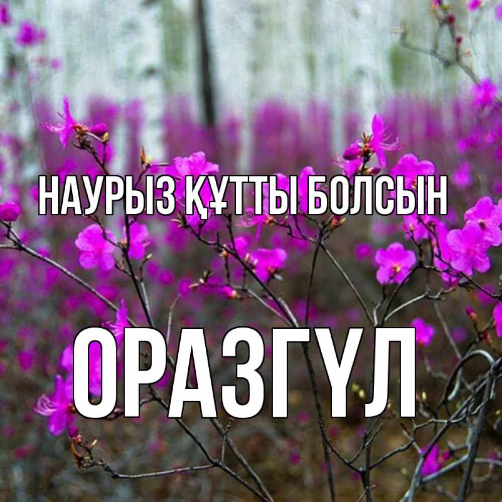 Күн сайын ашық хат с именем, ОРАЗГҮЛ Наурыз құтты болсын дикие цветы Онлайн тегін жүктеп алу тілектері бар керемет карта 