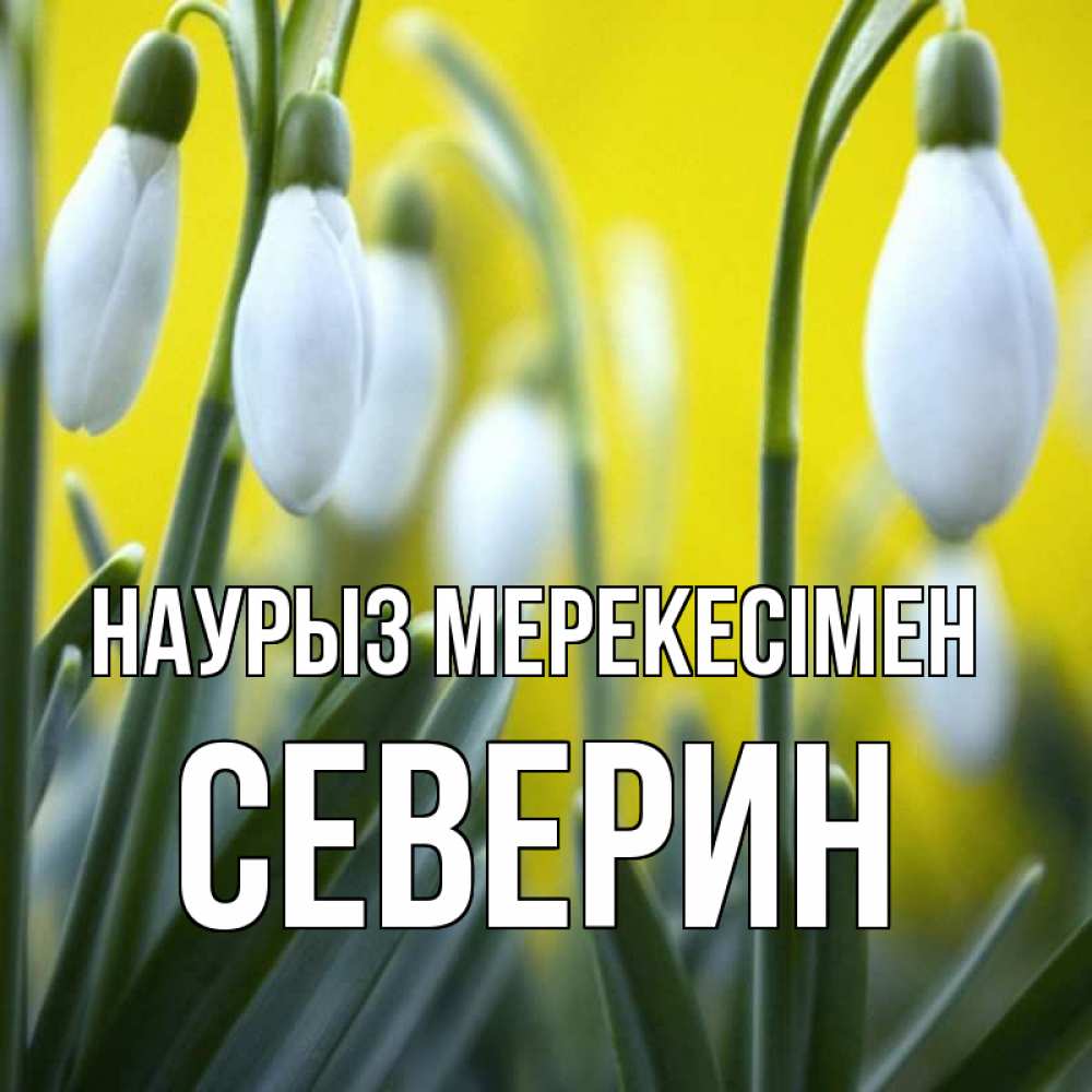 Күн сайын ашық хат с именем, Северин Наурыз мерекесімен весенние цветы Онлайн тегін жүктеп алу тілектері бар керемет карта 