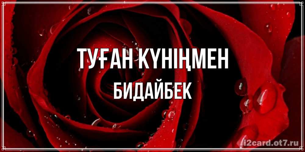 Күн сайын ашық хат с именем, Бидайбек Туған күніңмен крупная бордовая роза Онлайн тегін жүктеп алу тілектері бар керемет карта 