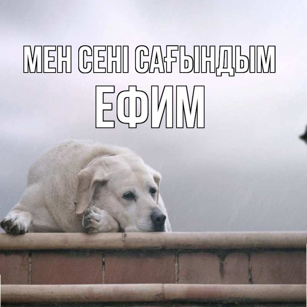 Күн сайын ашық хат с именем, Ефим Мен сені сағындым ждет Онлайн тегін жүктеп алу тілектері бар керемет карта 