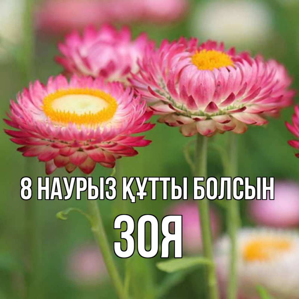 Күн сайын ашық хат с именем, Зоя 8 наурыз құтты болсын подарок на международный женский день Онлайн тегін жүктеп алу тілектері бар керемет карта 