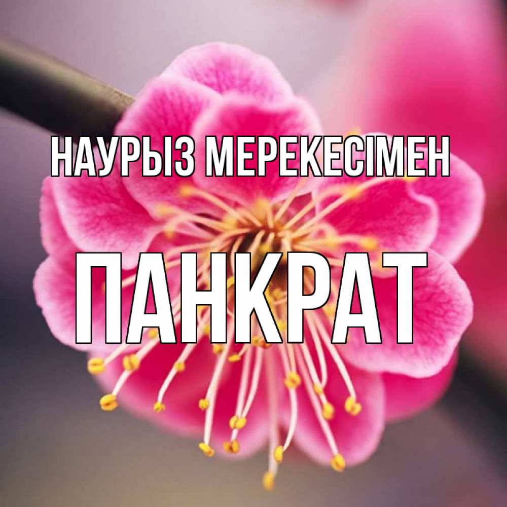 Күн сайын ашық хат с именем, Панкрат Наурыз мерекесімен цветы Онлайн тегін жүктеп алу тілектері бар керемет карта 