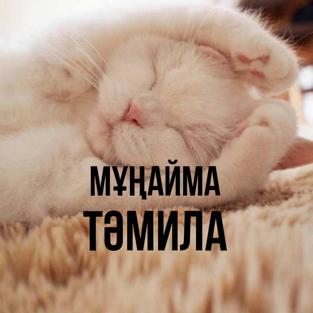 Күн сайын ашық хат с именем, ТӘМИЛА Мұңайма Котенок спит Онлайн тегін жүктеп алу тілектері бар керемет карта 