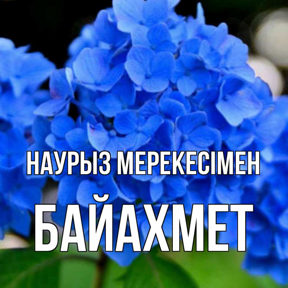 Күн сайын ашық хат с именем, Байахмет Наурыз мерекесімен синие цветы Онлайн тегін жүктеп алу тілектері бар керемет карта 