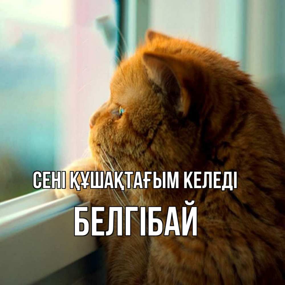 Күн сайын ашық хат с именем, Белгібай сені құшақтағым келеді большой огромный рыжий котяра Онлайн тегін жүктеп алу тілектері бар керемет карта 