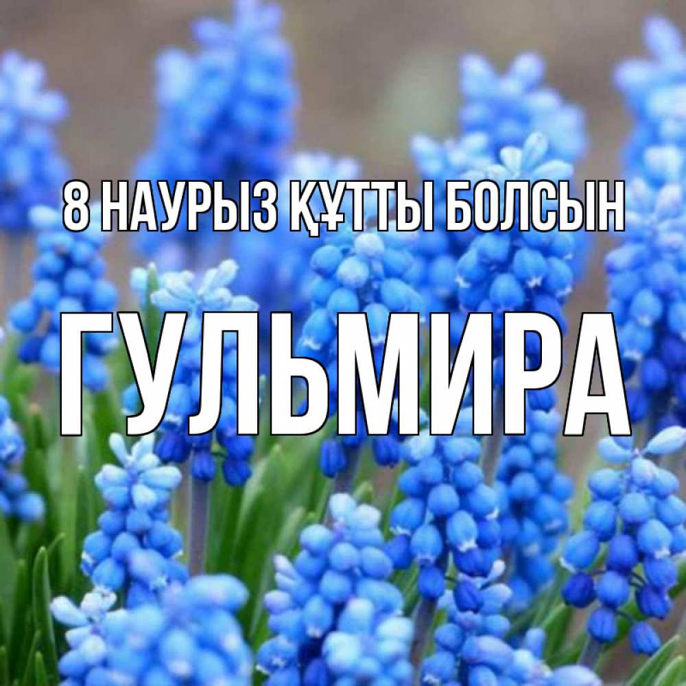 Күн сайын ашық хат с именем, Гульмира 8 наурыз құтты болсын Поздравительная открытка для женщин с цветами на праздничную дату Онлайн тегін жүктеп алу тілектері бар керемет карта 