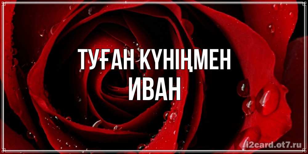 Күн сайын ашық хат с именем, Иван Туған күніңмен крупная бордовая роза Онлайн тегін жүктеп алу тілектері бар керемет карта 