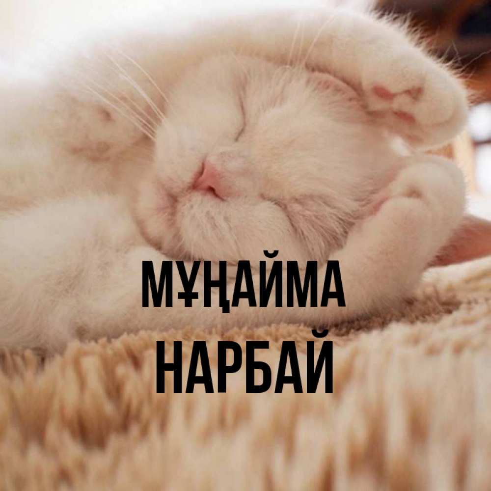 Күн сайын ашық хат с именем, НАРБАЙ Мұңайма Котенок спит Онлайн тегін жүктеп алу тілектері бар керемет карта 
