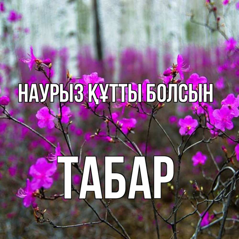 Күн сайын ашық хат с именем, ТАБАР Наурыз құтты болсын дикие цветы Онлайн тегін жүктеп алу тілектері бар керемет карта 